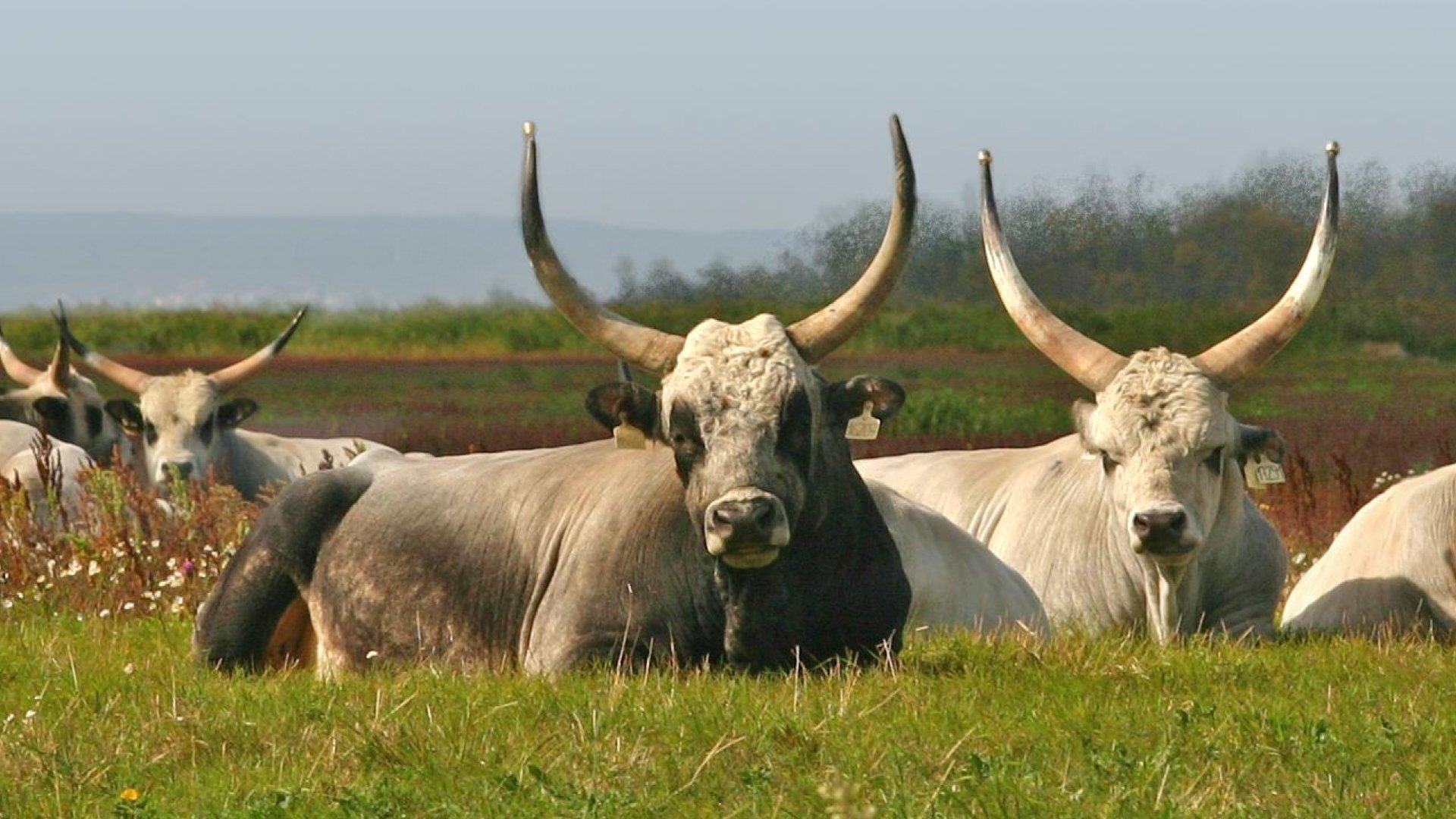 Hegykő, a világörökség része